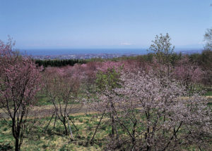 Read more about the article 天都山桜公園