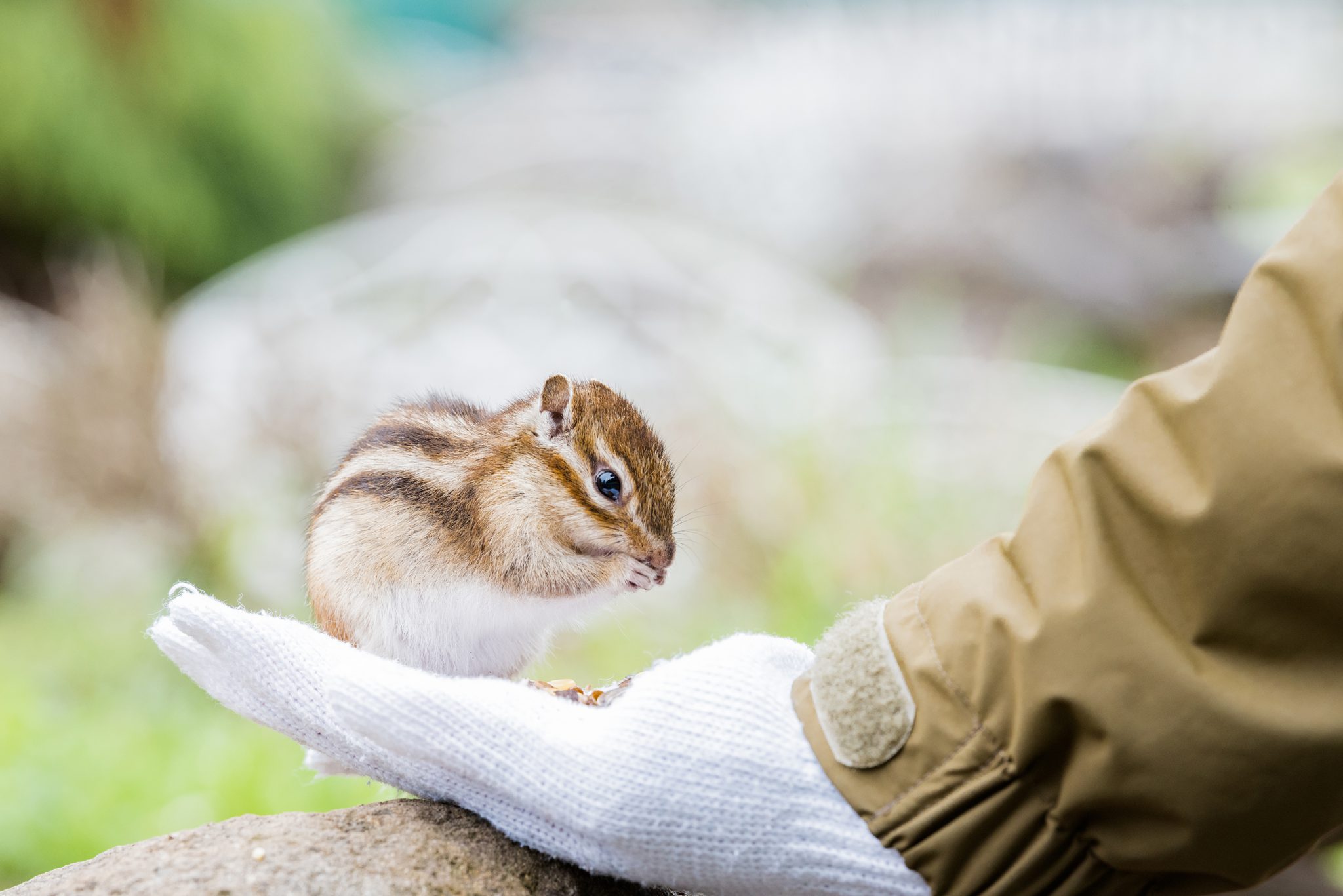 厳しい自然のなかに棲むひがし北海道の動物たち ひがし北海道スタイル 女子旅
