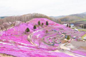 Read more about the article ひがしもこと芝桜公園