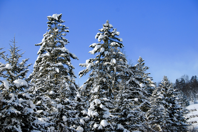 エゾマツとトドマツ ひがし北海道スタイル 女子旅