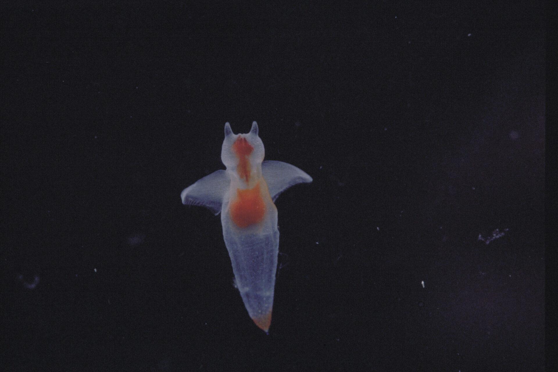 冬のひがし北海道では外せない 流氷観光で見られる生き物たち | 【公式観光情報】ひがし北海道Style
