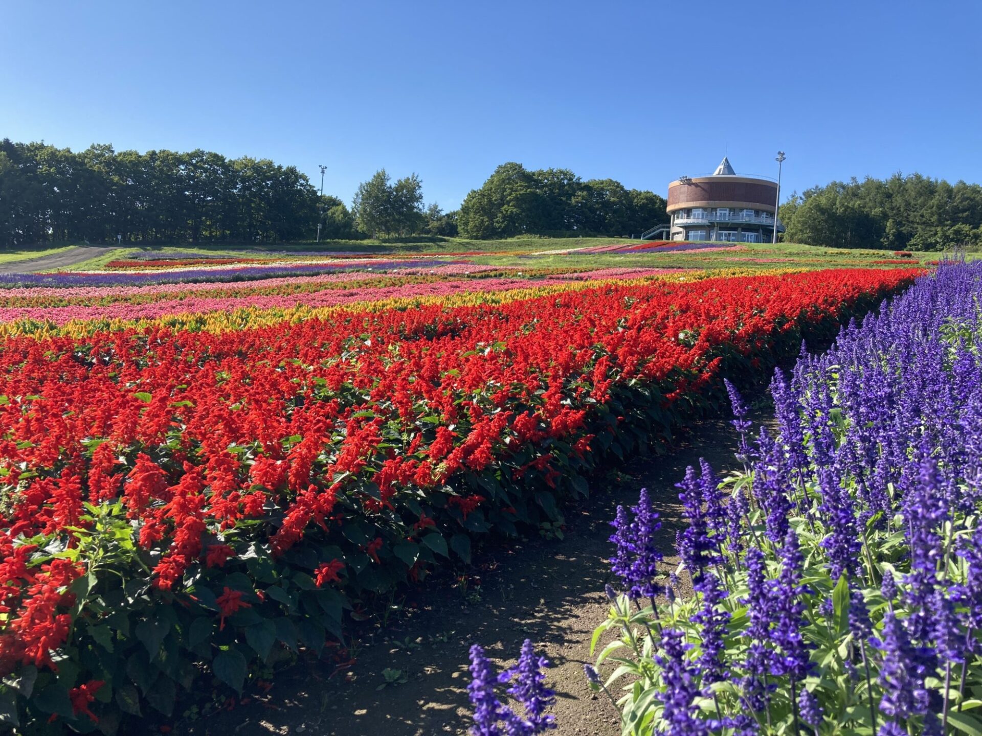 トコシエコウの花畑 トコシエコウの花畑様専用ページ - メルカリ